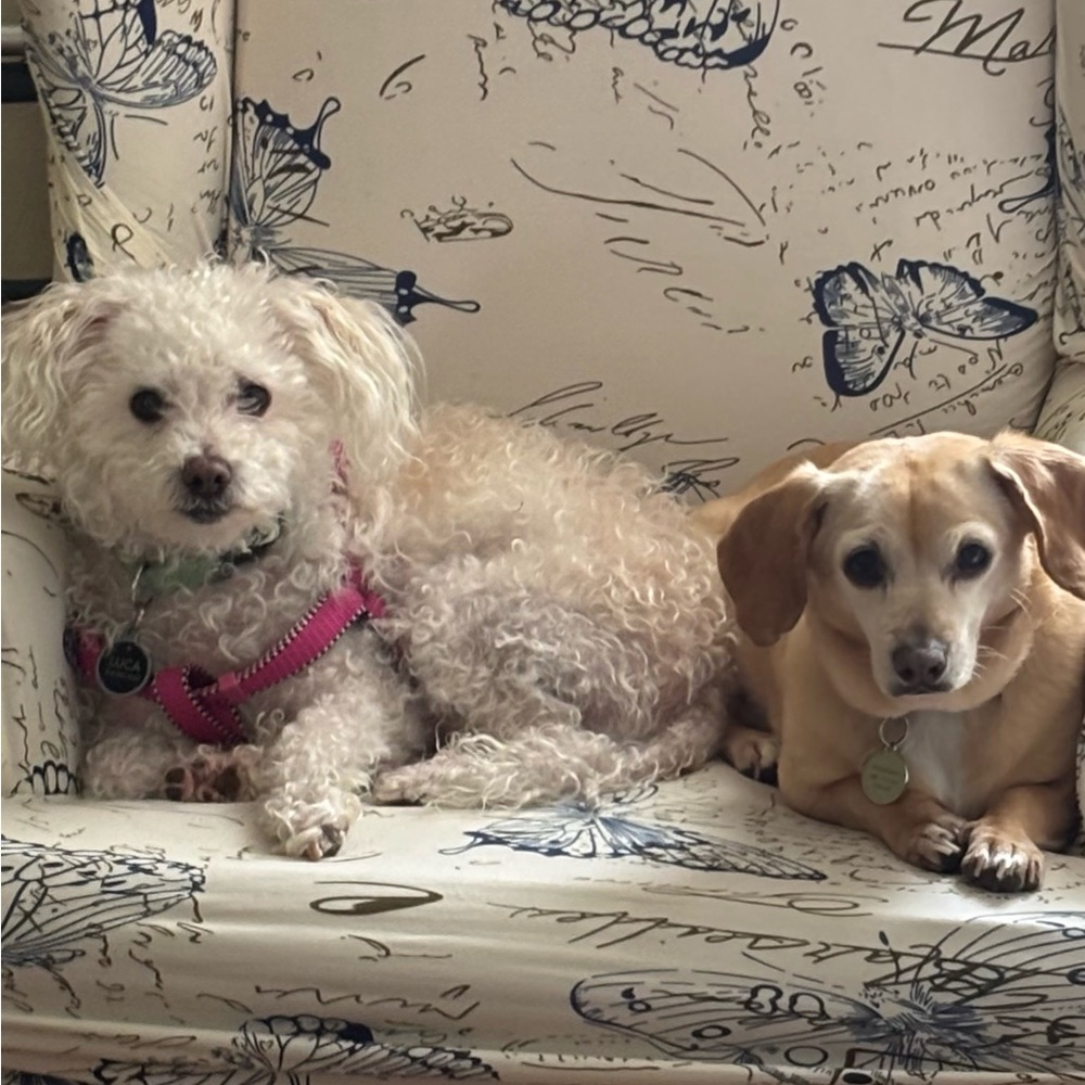 Adorable Savannah Beagle Mix dog & Luca the handsome bichon frise dog